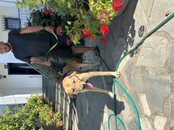Zuhause/Pflegestelle gesucht für Nino
