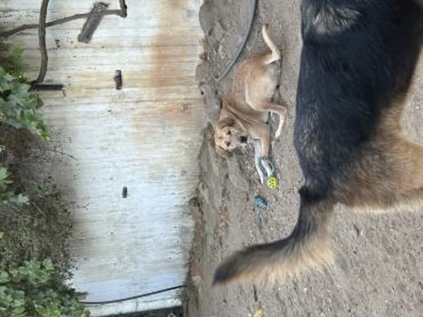 Zuhause/Pflegestelle gesucht für Nino