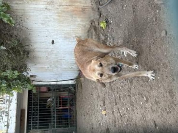Zuhause/Pflegestelle gesucht für Nino