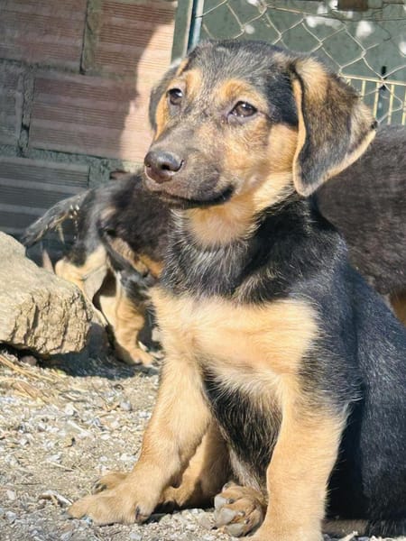 Zuhause/Pflegestelle gesucht für Fina