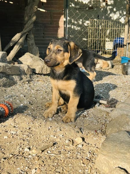 Zuhause/Pflegestelle gesucht für Fina