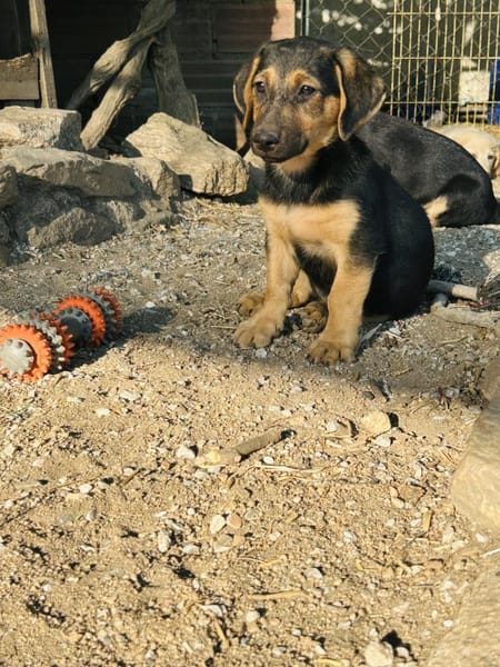 Zuhause/Pflegestelle gesucht für Fina
