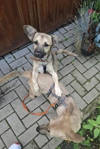 Verschmuste Alma sucht ihre Menschen