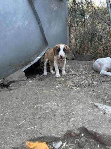 Zuhause/Pflegestelle gesucht für Ivy