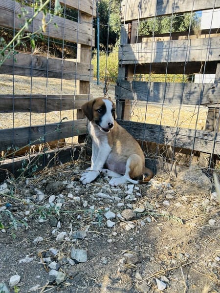 Zuhause/Pflegestelle gesucht für Ivy