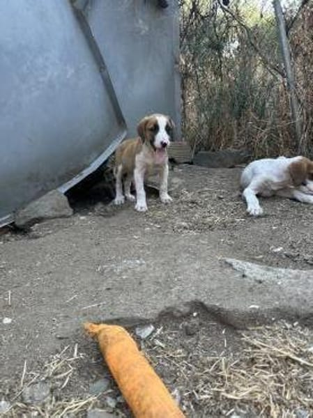 Zuhause/Pflegestelle gesucht für Ivy