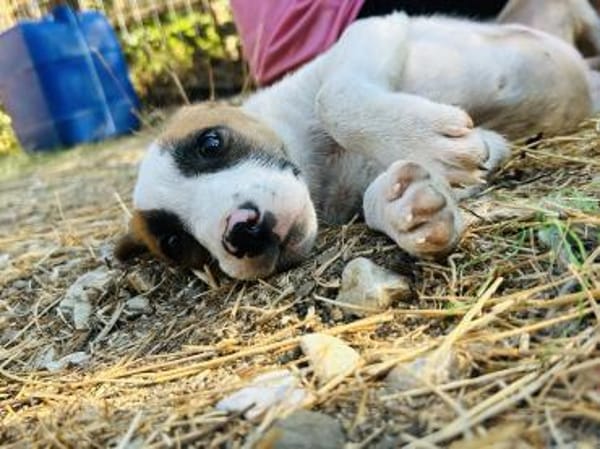 Zuhause/Pflegestelle gesucht für Ivy