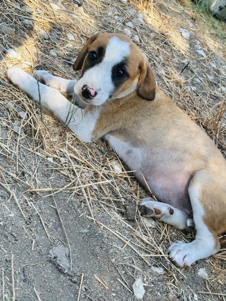 Zuhause/Pflegestelle gesucht für Ivy