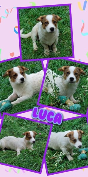 Süßer Luca wartet in 91278 Pottenstein!
