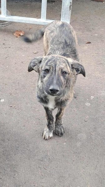 Lydia, süsses Hundekind sucht Liebe