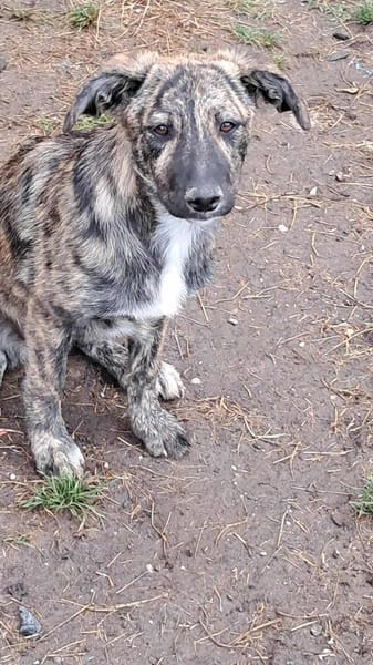 Lydia, süsses Hundekind sucht Liebe