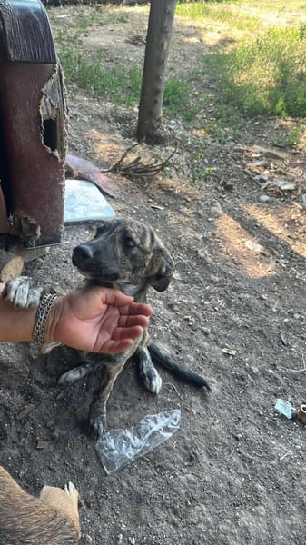 Lydia, süsses Hundekind sucht Liebe
