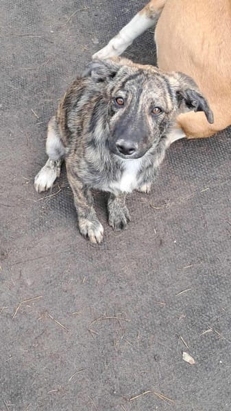 Lydia, süsses Hundekind sucht Liebe