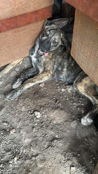 Lydia, süsses Hundekind sucht Liebe