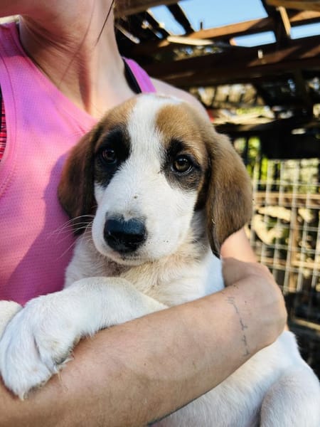 Zuhause/Pflegestelle gesucht für Idefix