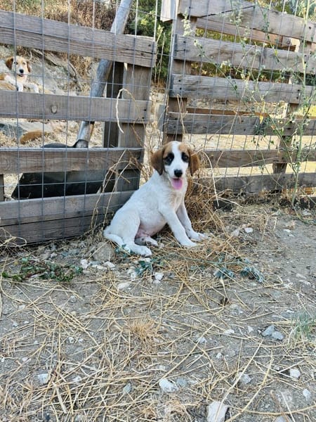 Zuhause/Pflegestelle gesucht für Idefix