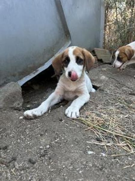 Zuhause/Pflegestelle gesucht für Idefix