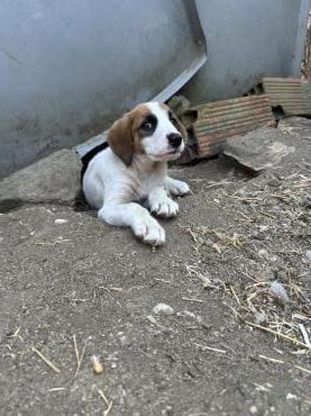 Zuhause/Pflegestelle gesucht für Idefix
