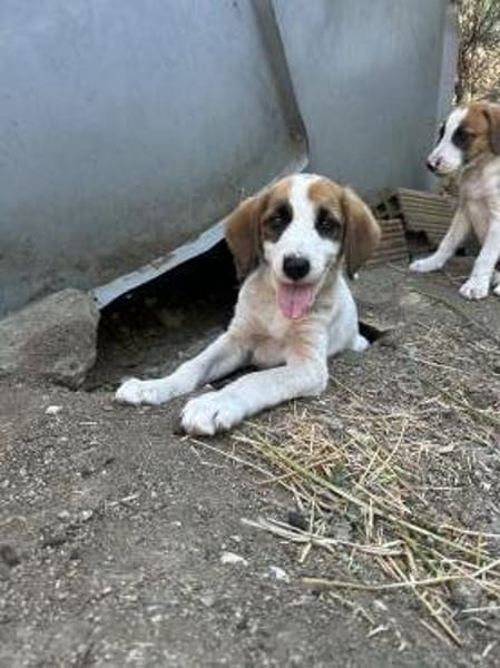 Zuhause/Pflegestelle gesucht für Idefix