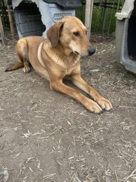 Zuhause/Pflegestelle gesucht für Debby