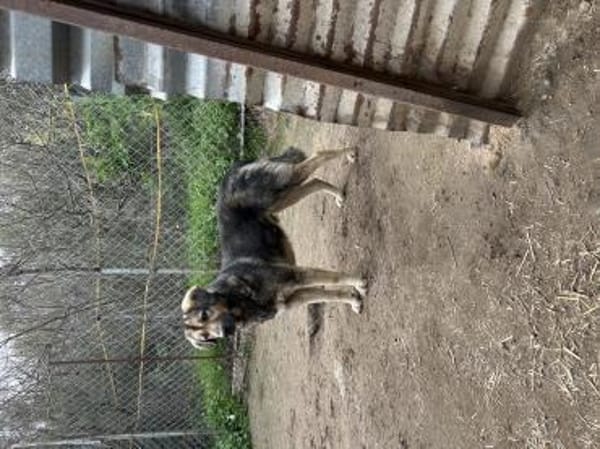 Zuhause/Pflegestelle gesucht für Thor