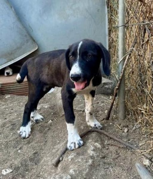Zuhause/Pflegestelle gesucht für Luca