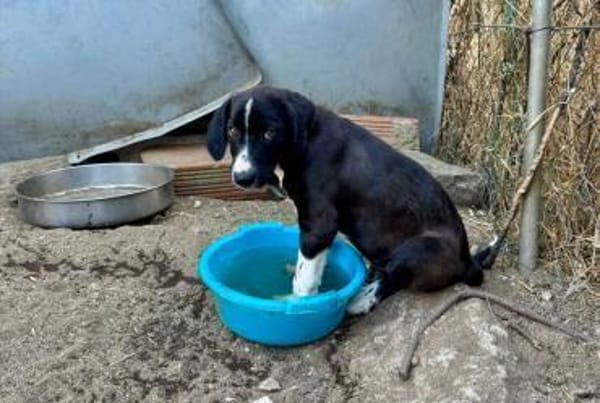 Zuhause/Pflegestelle gesucht für Luca