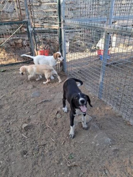 Zuhause/Pflegestelle gesucht für Luca
