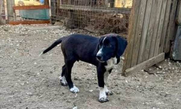 Zuhause/Pflegestelle gesucht für Luca