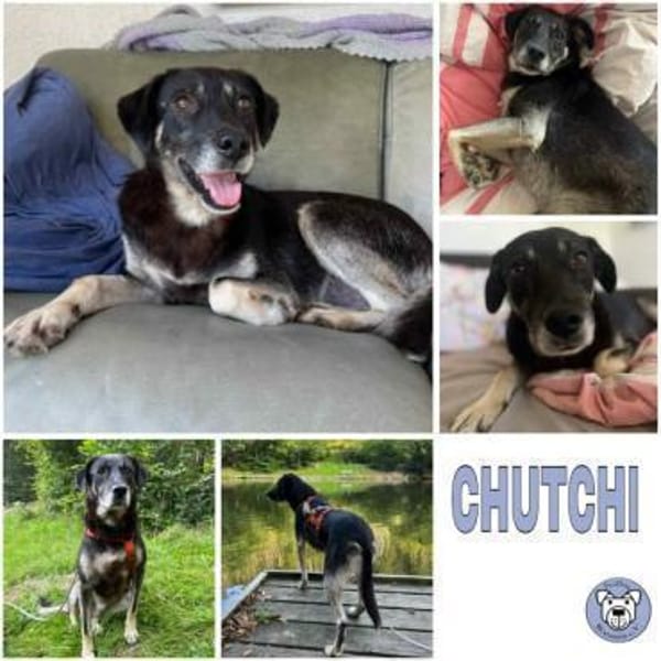 CHUTCHI -liebe, sanfte Hündin-