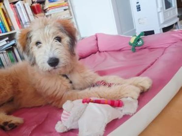 Polly ❤ in 87459 Pfronten, Allgäu