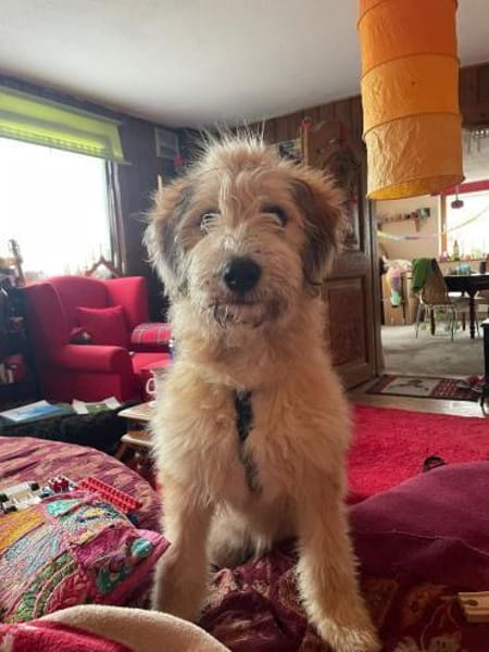 Polly ❤ in 87459 Pfronten, Allgäu