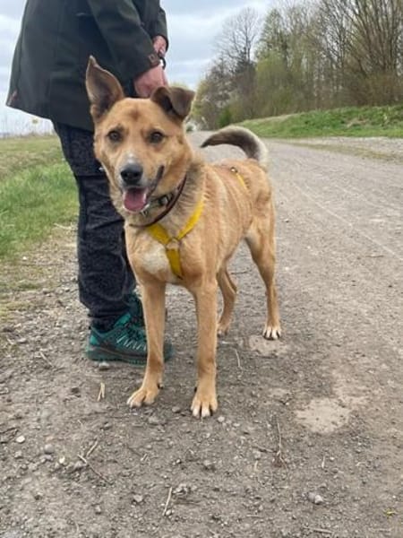 Buddy, liebenswerter Rüde