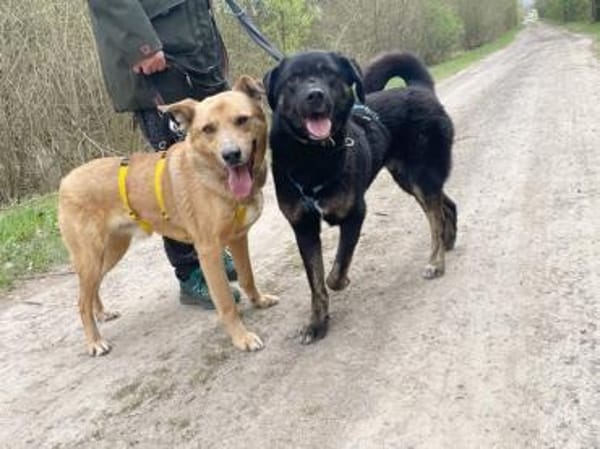 Buddy, liebenswerter Rüde