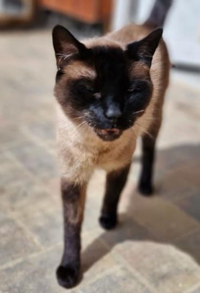 Gismo