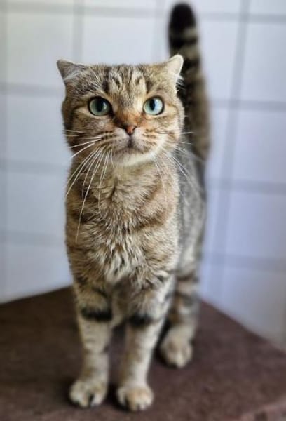 Brunhilde