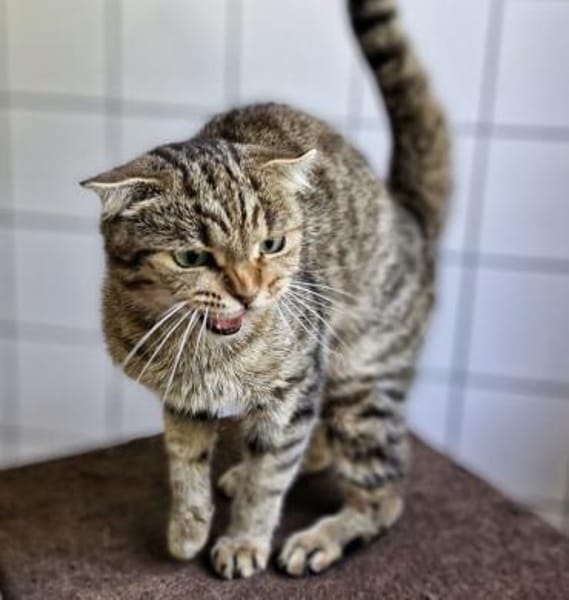 Brunhilde