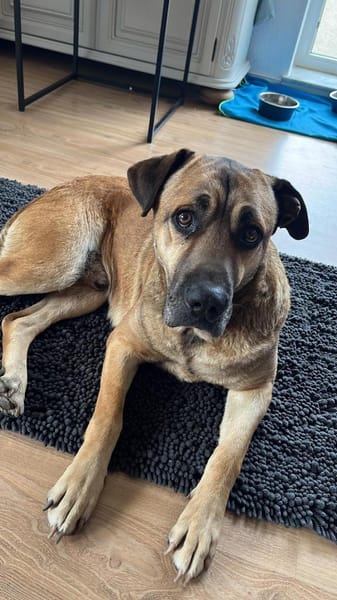 Gelassener Milo sucht sein Zuhause