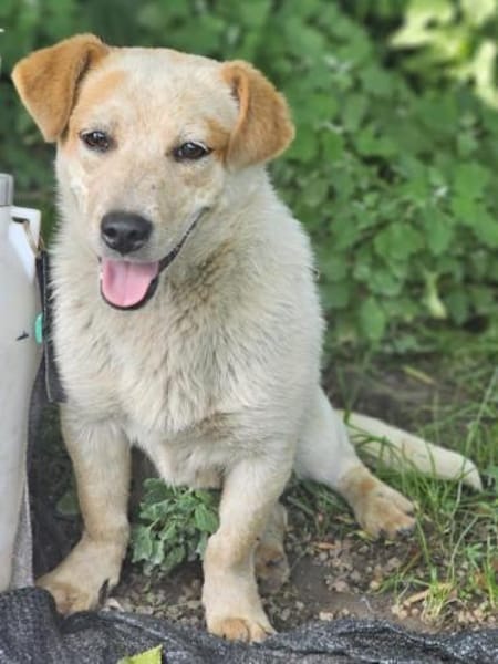 FRITZI sucht für-immer Zuhause