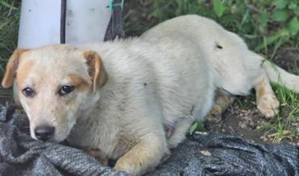FRITZI sucht für-immer Zuhause