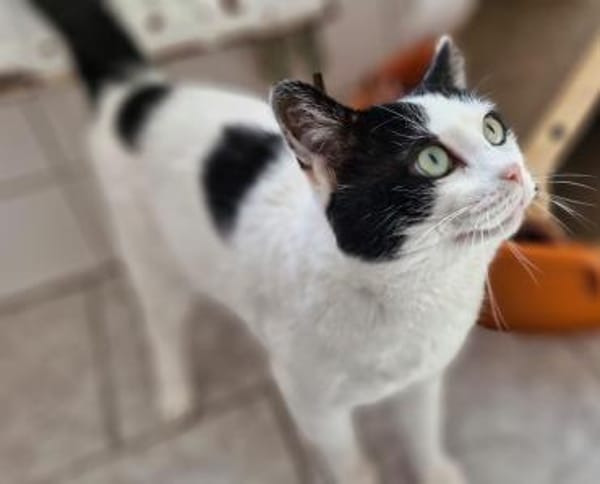 Percy