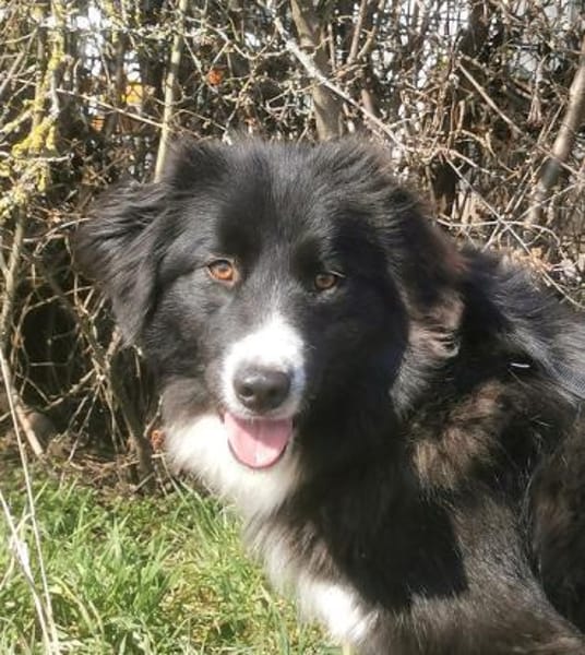 Stacy  sanfte Bordercollie-Mix Hündin