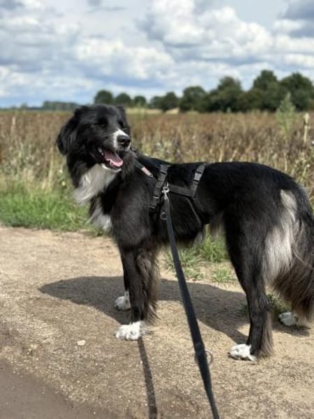 Stacy  sanfte Bordercollie-Mix Hündin