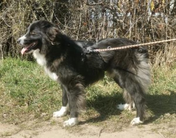 Stacy  sanfte Bordercollie-Mix Hündin