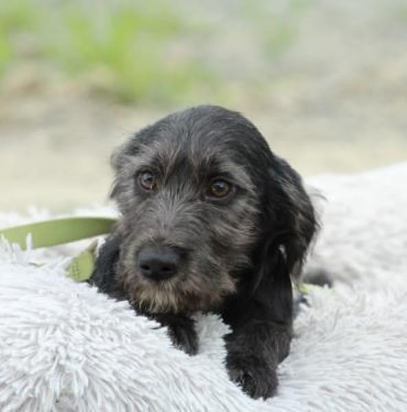 Amilio unser Herzenshund...