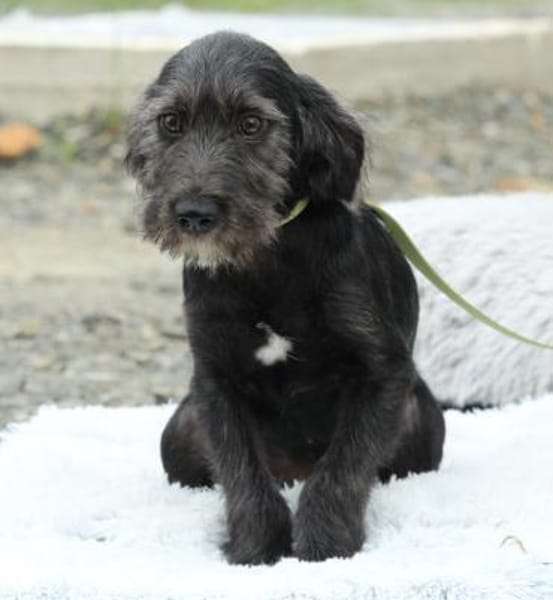 Amilio unser Herzenshund...
