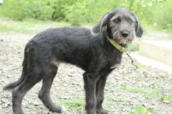 Amilio unser Herzenshund...
