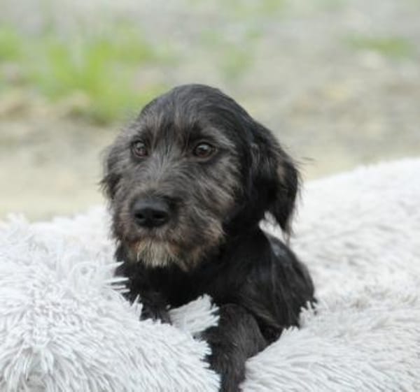 Amilio unser Herzenshund...