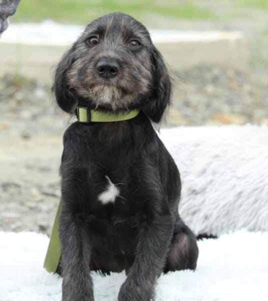 Amilio unser Herzenshund...