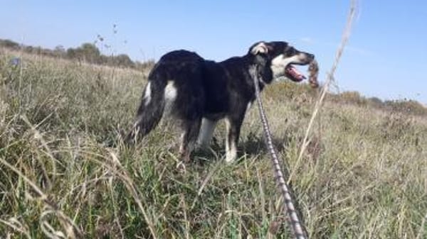 Leo sucht seine Familie